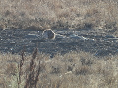 Athene cunicularia hypugaea