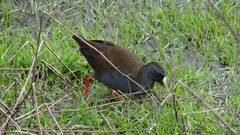 Pardirallus sanguinolentus