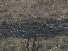 Athene cunicularia hypugaea