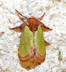 Euclea incisa