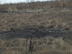 Athene cunicularia hypugaea