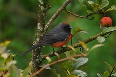 Myioborus miniatus