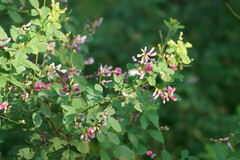 Lespedeza bicolor