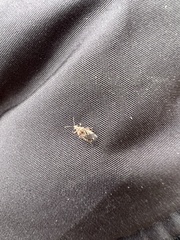 Heteroptera