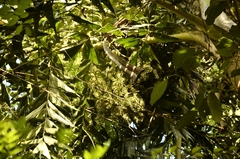 Caryota urens