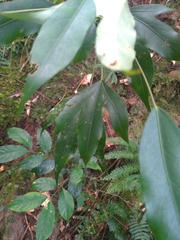 Dendropanax dentiger