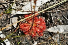 Drosera spatulata