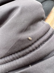 Heteroptera