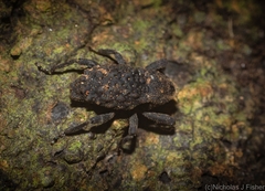 Poropterus variabilis