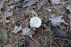 Amanita lavendula