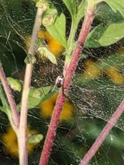 Frontinella pyramitela