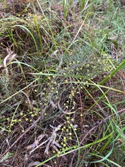 Drosera planchonii