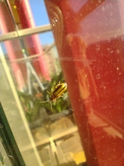 Xanthogaleruca luteola