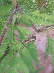 Frontinella pyramitela