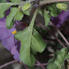 Lycianthes peduncularis