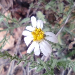 Chaetopappa ericoides