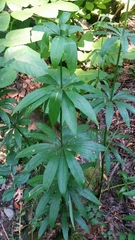 Lilium pardalinum pardalinum