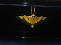 Endocrossis flavibasalis