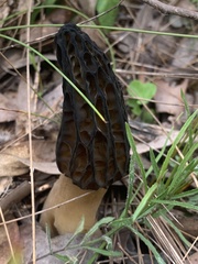 Morchella