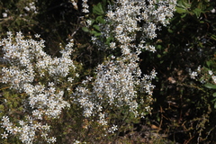 Leptospermum