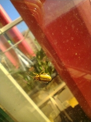 Xanthogaleruca luteola