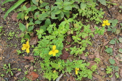 Bidens ostruthioides