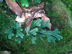 Selaginella doederleinii