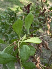 Pluchea indica