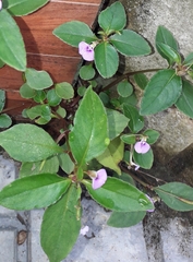 Impatiens minor