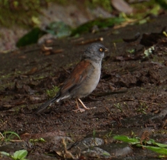 Junco phaeonotus