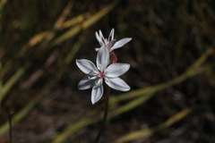 Burchardia umbellata