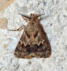 Prionapteryx indentella