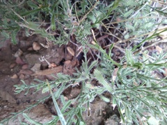 Chaetopappa ericoides