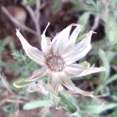 Chaetopappa ericoides