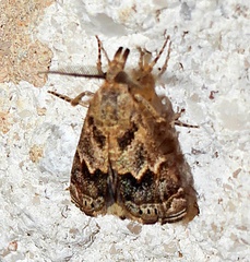 Prionapteryx indentella