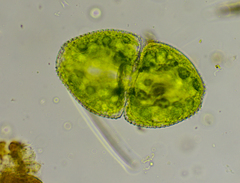 Cosmarium ovale