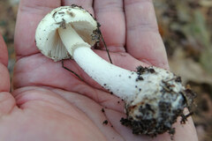Amanita lavendula