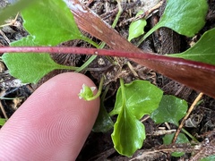 Viola cleistogamoides