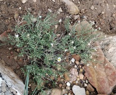 Chaetopappa ericoides