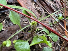 Viola cleistogamoides