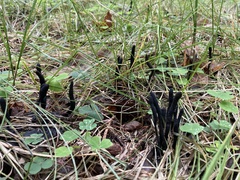 Xylaria longipes