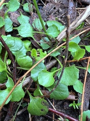 Viola cleistogamoides