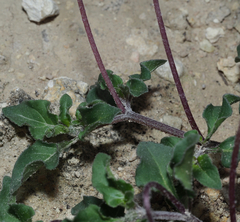 Lycianthes peduncularis