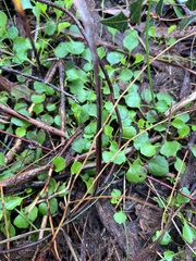 Viola cleistogamoides