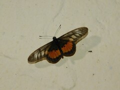 Acraea