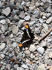 Adelpha eulalia