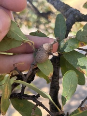 Andricus chrysolepidicola