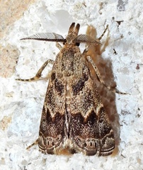 Prionapteryx indentella
