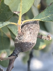 Andricus chrysolepidicola