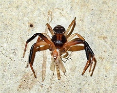 Xysticus texanus